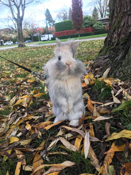 Entry image for Billy. Clicking this image will show a larger photo