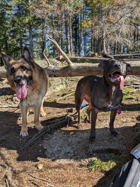 Entry image for Athena(black) and her best friend Logan(tan). Clicking this image will show a larger photo