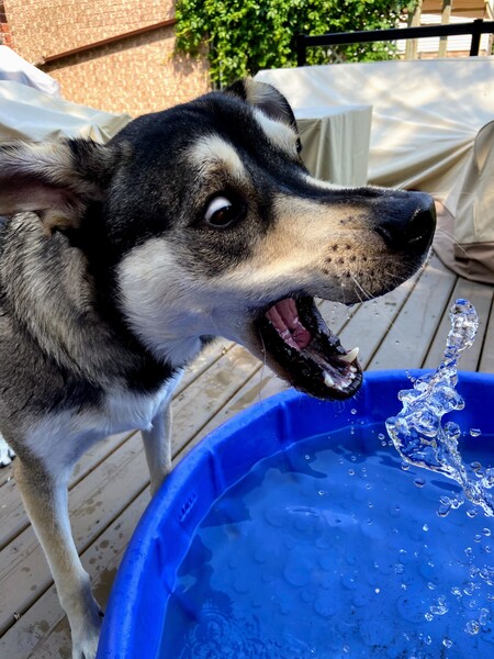 Entry image for Koda. Clicking this image will show a larger photo