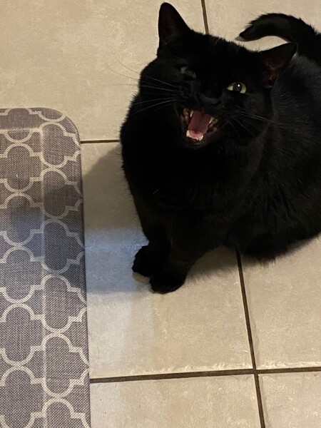 Entry image for Maggie. Clicking this image will show a larger photo