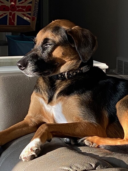 Entry image for Molly. Clicking this image will show a larger photo