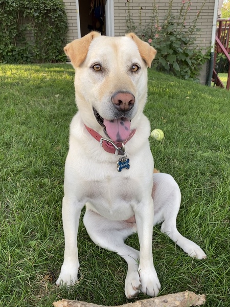 Entry image for Lily. Clicking this image will show a larger photo