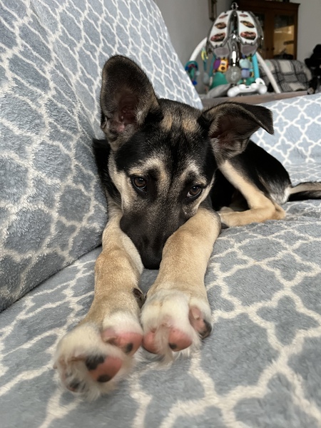 Entry image for Finnegan . Clicking this image will show a larger photo