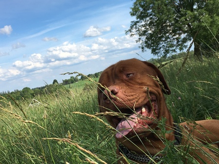 Entry image for Chewy. Clicking this image will show a larger photo