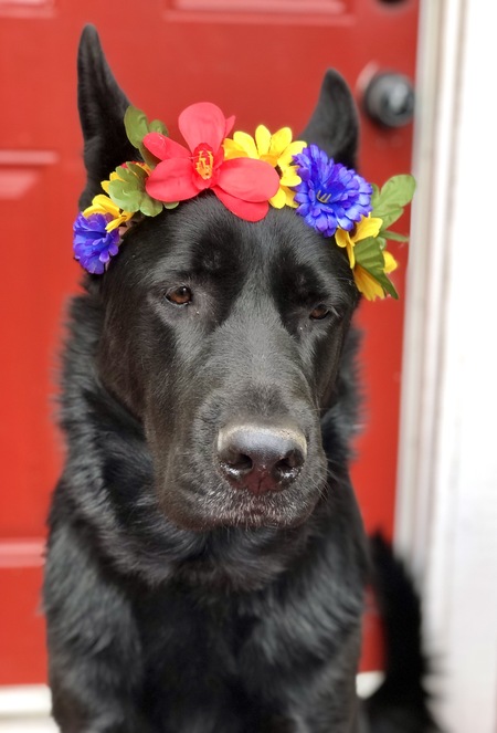 Entry image for Shadow . Clicking this image will show a larger photo