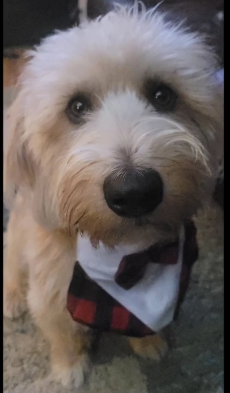 Entry image for Bruce the Boss Elliot. Clicking this image will show a larger photo