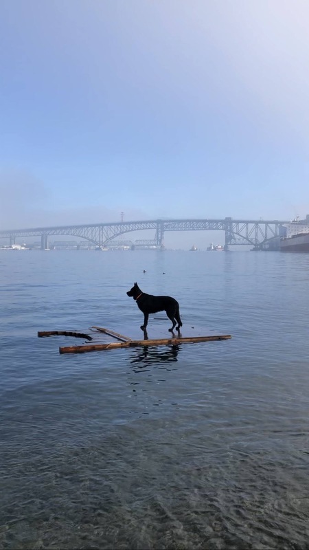 Entry image for Shadow . Clicking this image will show a larger photo