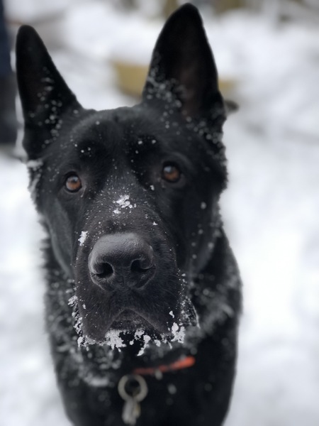 Entry image for Shadow . Clicking this image will show a larger photo