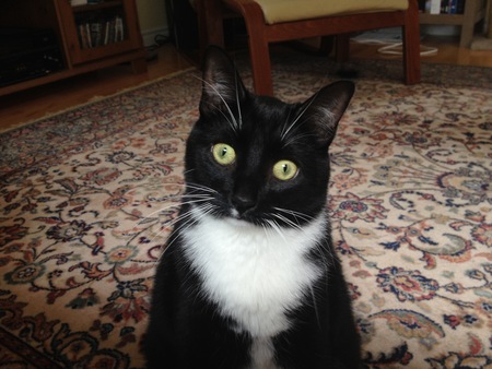 Entry image for Boots. Clicking this image will show a larger photo