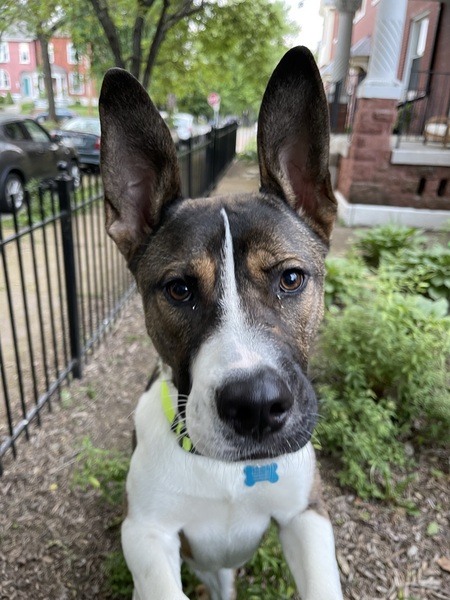 Entry image for Opus. Clicking this image will show a larger photo