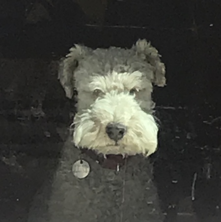 Entry image for Chester. Clicking this image will show a larger photo