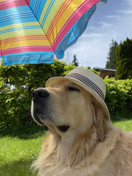 Entry image for Wilbur Wright. Clicking this image will show a larger photo