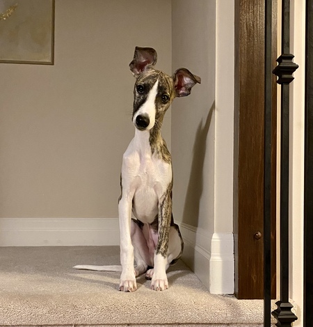 Entry image for Smithers. Clicking this image will show a larger photo