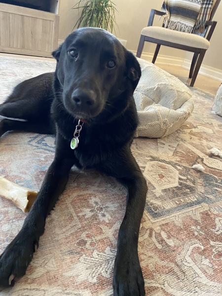 Entry image for Bruno. Clicking this image will show a larger photo