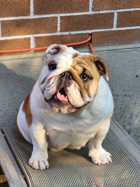 Entry image for Dusty . Clicking this image will show a larger photo