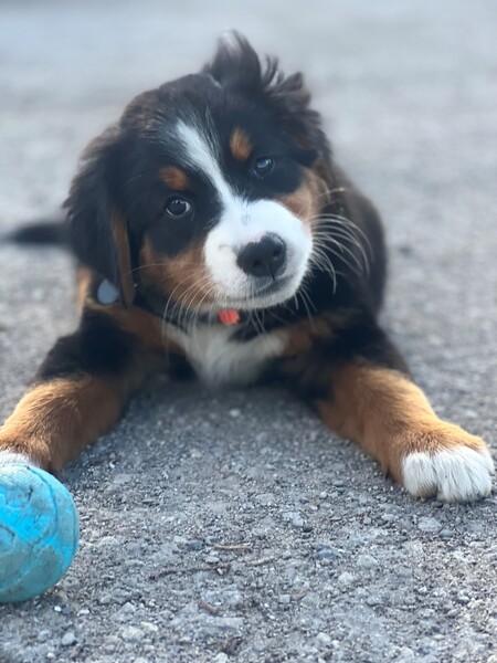 Entry image for Lexi. Clicking this image will show a larger photo