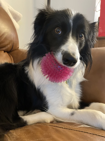 Entry image for Pepper. Clicking this image will show a larger photo