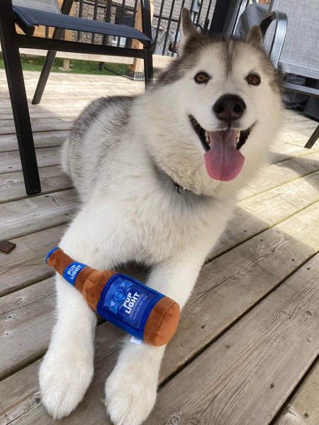 Entry image for Ripken. Clicking this image will show a larger photo