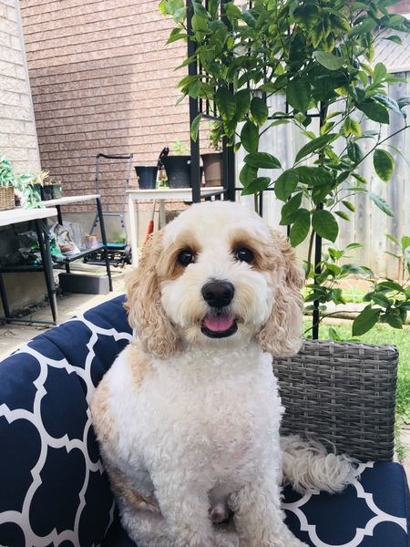 Entry image for Malakai . Clicking this image will show a larger photo