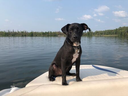 Entry image for Bob . Clicking this image will show a larger photo