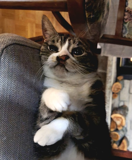 Entry image for LoveBug. Clicking this image will show a larger photo