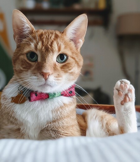 Entry image for juicebox . Clicking this image will show a larger photo