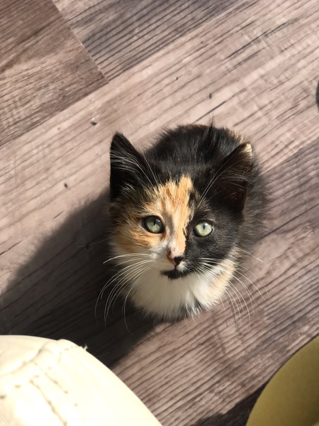 Entry image for Mavis. Clicking this image will show a larger photo