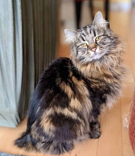 Entry image for Emmet. Clicking this image will show a larger photo