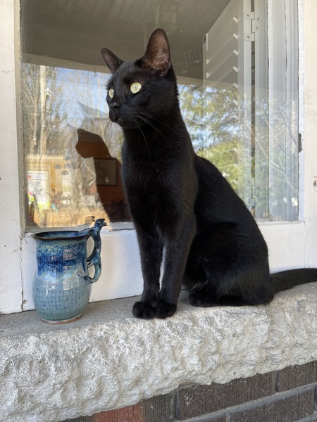 Entry image for Desmond. Clicking this image will show a larger photo