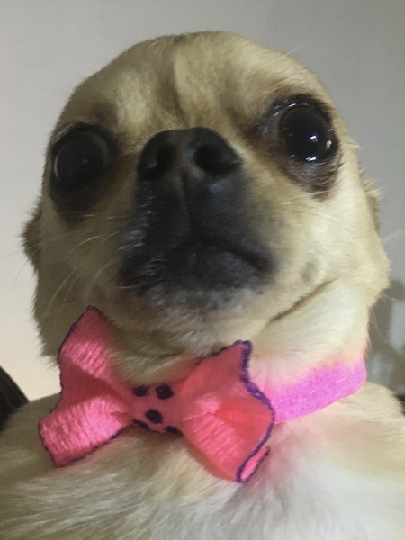 Entry image for Lil joe. Clicking this image will show a larger photo