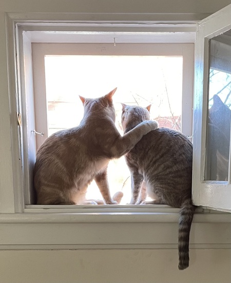 Entry image for Percy and Lily. Clicking this image will show a larger photo