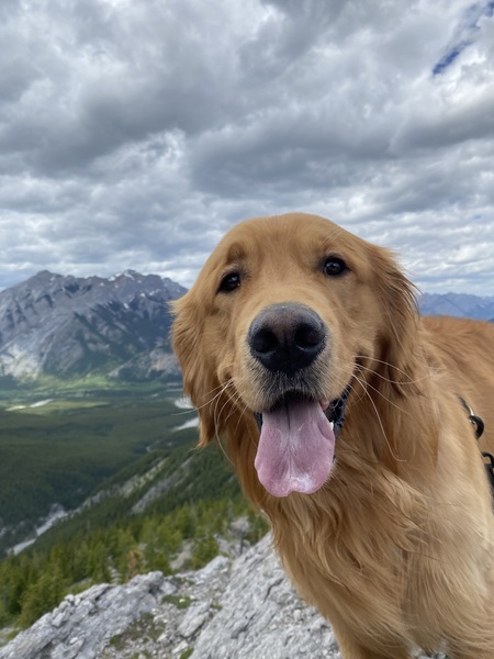 Entry image for Duke. Clicking this image will show a larger photo