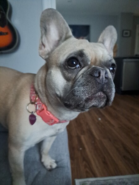 Entry image for Ruby. Clicking this image will show a larger photo