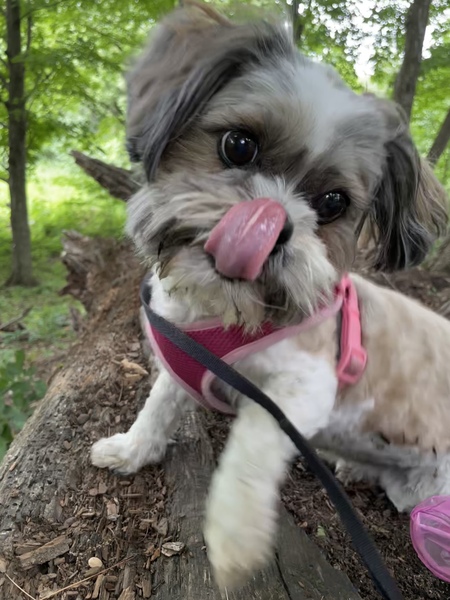 Entry image for Mocha. Clicking this image will show a larger photo