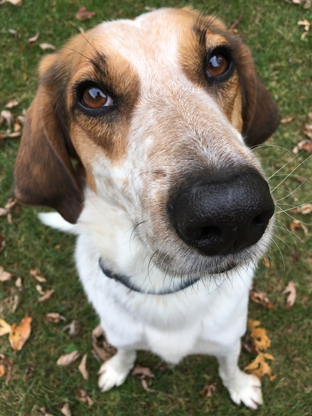 Entry image for Hunter. Clicking this image will show a larger photo