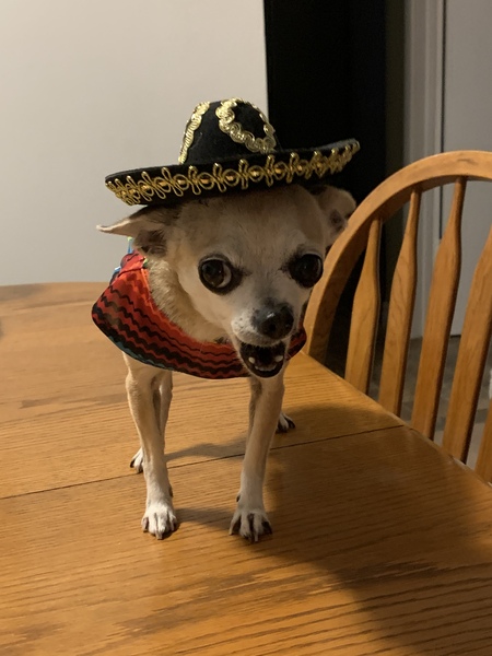 Entry image for Mia. Clicking this image will show a larger photo