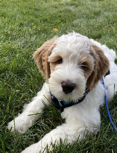 Entry image for Cody. Clicking this image will show a larger photo