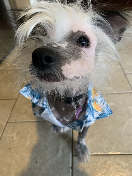 Entry image for Edgar. Clicking this image will show a larger photo