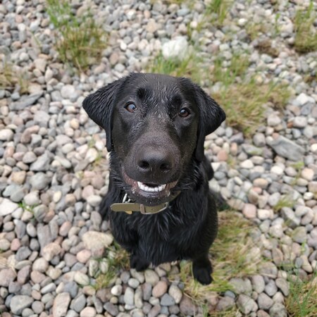 Entry image for Lloyd. Clicking this image will show a larger photo