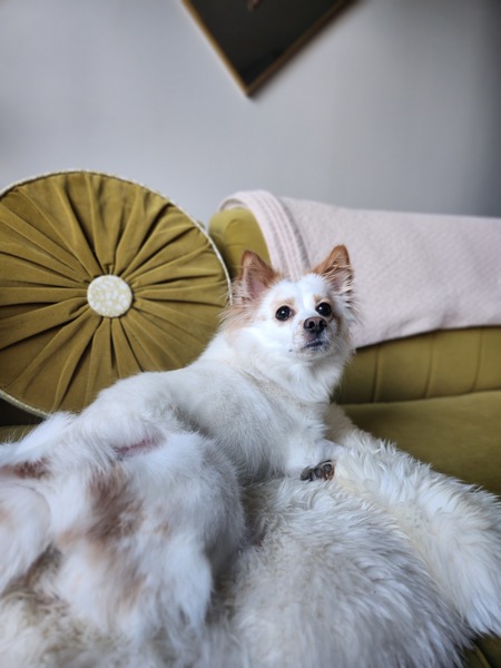 Entry image for Tofu. Clicking this image will show a larger photo