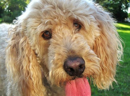 Entry image for JEANNIE. Clicking this image will show a larger photo