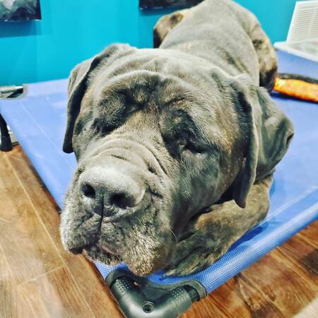 Entry image for Major. Clicking this image will show a larger photo