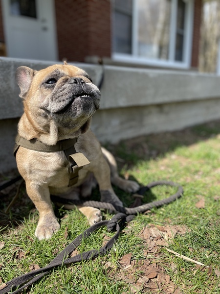 Entry image for Bruno. Clicking this image will show a larger photo