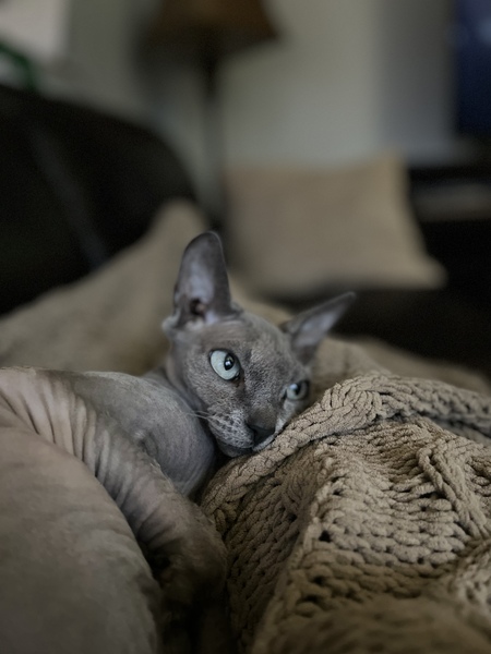 Entry image for Bijou. Clicking this image will show a larger photo