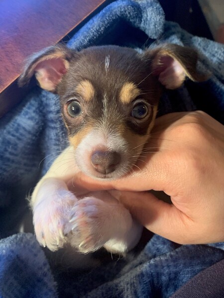 Entry image for Gizmo. Clicking this image will show a larger photo