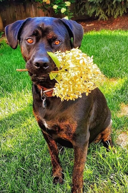 Entry image for Eddie . Clicking this image will show a larger photo