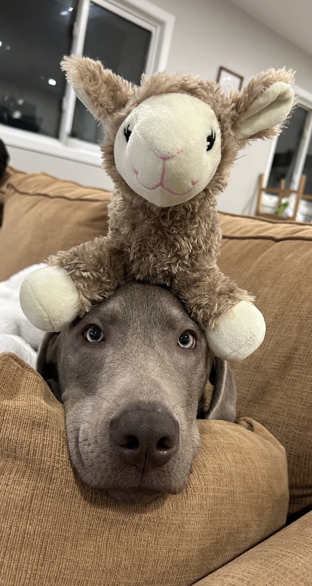 Entry image for Bear. Clicking this image will show a larger photo