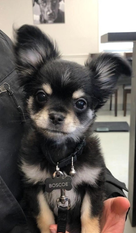 Entry image for Boscoe. Clicking this image will show a larger photo