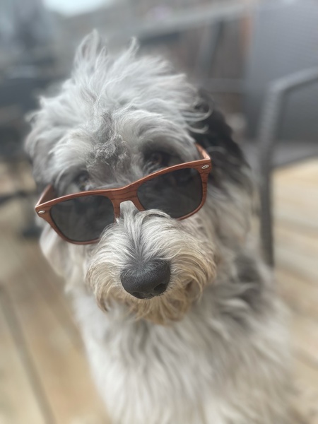 Entry image for Wally. Clicking this image will show a larger photo