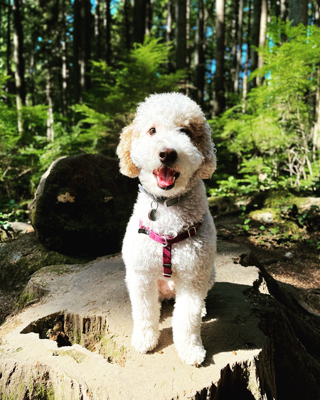 Entry image for Bowie. Clicking this image will show a larger photo